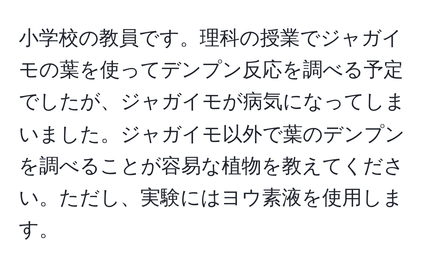 小学校の教員です。理科の授業でジャガイモの葉を使ってデンプン反応を調べる予定でしたが、ジャガイモが病気になってしまいました。ジャガイモ以外で葉のデンプンを調べることが容易な植物を教えてください。ただし、実験にはヨウ素液を使用します。