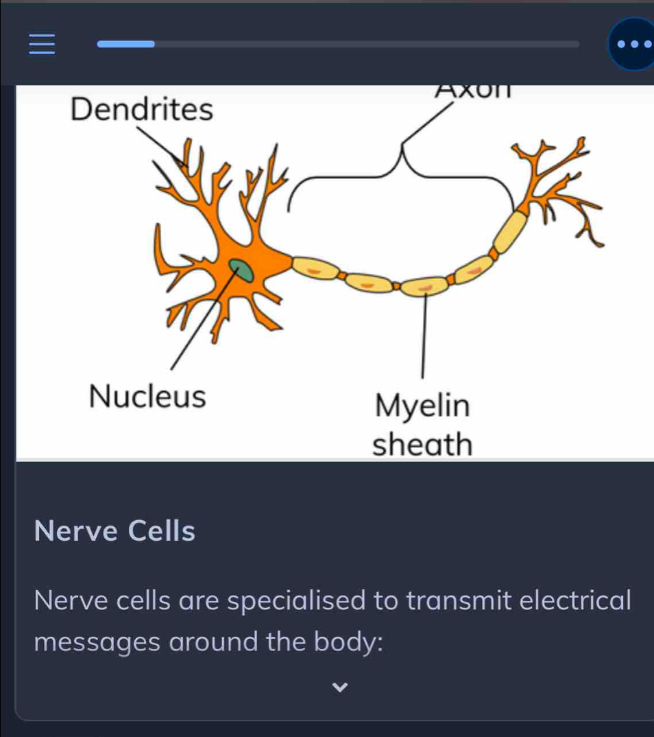 sheath 
Nerve Cells 
Nerve cells are specialised to transmit electrical 
messages around the body: