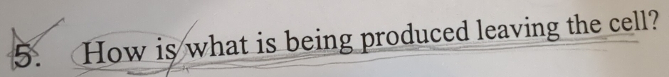 How is what is being produced leaving the cell?