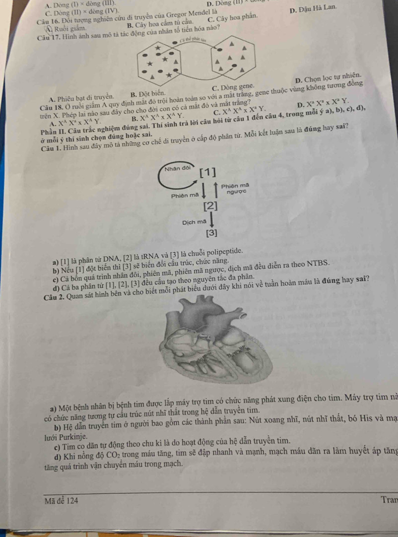 A. Dòng (I)* d lòng (III)
C. Dòng (11)* d ông (IV D. Dòng (11) × dô
Câu 16. Đối tượng nghiên cứu di truyền của Gregor Mendel là
Câu 17. Hình ánh sau môủa nhân tổ tiến hóa nào? C. Cây hoa phẩn. D. Đậu Hà Lan.
Á Ruồi giắm. B. Cây hoa cầm tú cầu.
A. Phiêu bạt di truyền. B. Đột bi D. Chọn lọc tự nhiên.
Câu 18. Ở ruồi giảm Á quy định mặt đỏ trội hoàn toàn so với a mặt trăng, geộc vùng không tương đồng
trên X. Phép lai nào sau đẩy cho cho đời con có cả mắt đỏ và mắt trắng? D.
A. X^(wedge)X^a* X^AY. B. X^(wedge)X^(wedge)* X^(wedge)Y. C. X^(wedge)X^(wedge)* X^aY.
Phần II. Câu trắc nghiệm đúng sai. Thí sinh trả lời câu hỏi từ câu 1 đến câu 4, trong mỗi ý a), b), c), d), X^aX^a* X^aY.
Câu 1. Hình sau đây mô tả những cơ chế di truyền ở cấp độ phân tử. Mỗi kết luận sau là đúng hay sai?
ở mỗi ý thí sinh chọn đúng hoặc sai.
a) [1] là phân tử DNA, [2] là tRNA và [3] là chuỗi polipeptide.
b) Nếu [1] đột biến thì [3] sẽ biến đổi cầu trúc, chức năng.
c) Cả bốn quá trình nhân đôi, phiên mã, phiên mã ngược, dịch mã đều diễn ra theo NTBS.
d) Cả ba phân tử [1], [2], [3] đều cầu tạo theo nguyên tắc đa phân.
Câu 2. Quan sát hình bên và cho ết mỗi phát biểu dưới đây khi nói về tuần hoàn máu là đúng hay sai?
a) Một bệnh nhân bị bệnh tim được lắp máy trợ tim có chức năng phát xung điện cho tim. Máy trợ tim nà
có chức năng tương tự cấu trúc nút nhĩ thất trong hệ dẫn truyền tim.
b) Hệ dẫn truyền tim ở người bao gồm các thành phần sau: Nút xoang nhĩ, nút nhĩ thất, bó His và mạ
lưới Purkinje.
c) Tim co dãn tự động theo chu kì là do hoạt động của hệ dẫn truyền tim.
d) Khi nồng độ CO₂ trong máu tăng, tim sẽ đập nhanh và mạnh, mạch máu dãn ra làm huyết áp tăng
tăng quá trình vận chuyển máu trong mạch.
Mã đề 124 Tran
