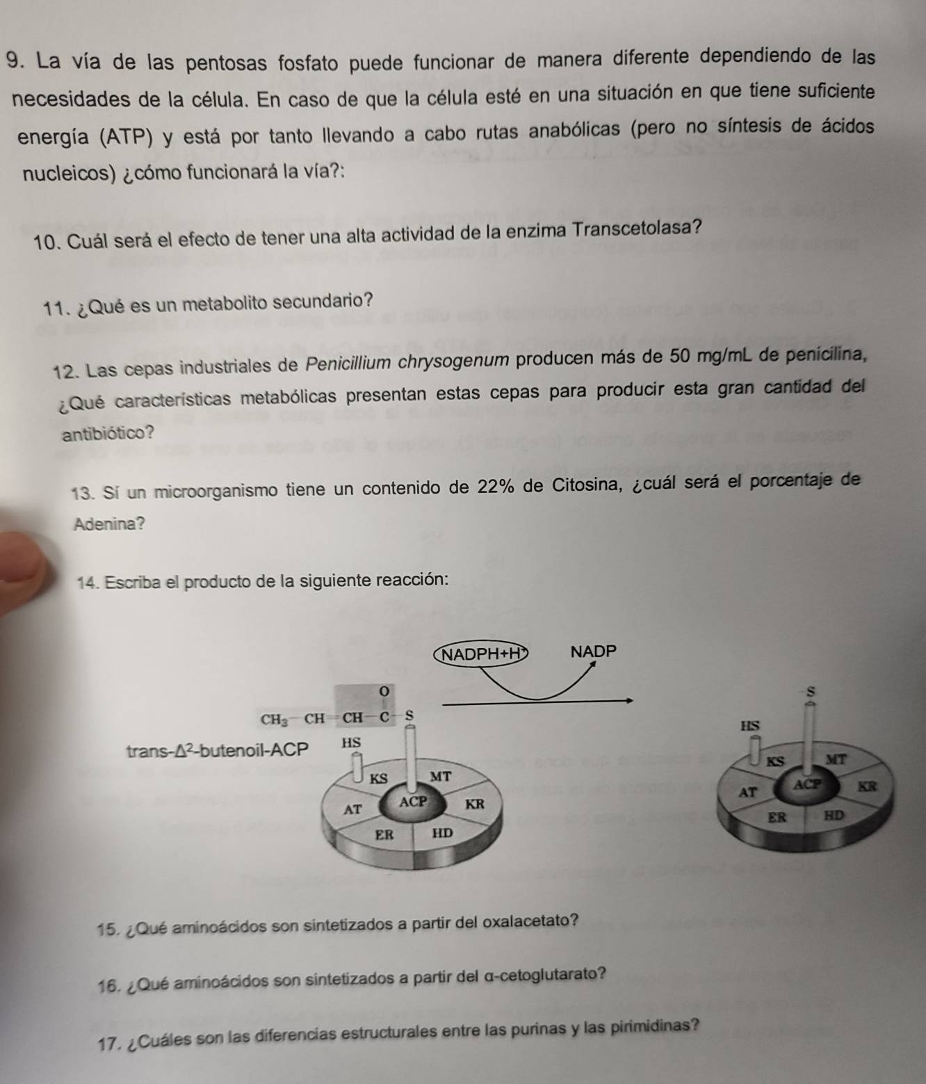 La vía de las pentosas fosfato puede funcionar de manera diferente dependiendo de las
necesidades de la célula. En caso de que la célula esté en una situación en que tiene suficiente
energía (ATP) y está por tanto llevando a cabo rutas anabólicas (pero no síntesis de ácidos
nucleicos) ¿cómo funcionará la vía?:
10. Cuál será el efecto de tener una alta actividad de la enzima Transcetolasa?
11. ¿Qué es un metabolito secundario?
12. Las cepas industriales de Penicillium chrysogenum producen más de 50 mg/mL de penicilina,
¿Qué características metabólicas presentan estas cepas para producir esta gran cantidad del
antibiótico?
13. Sí un microorganismo tiene un contenido de 22% de Citosina, ¿cuál será el porcentaje de
Adenina?
14. Escriba el producto de la siguiente reacción:
15. ¿ Qué aminoácidos son sintetizados a partir del oxalacetato?
16. ¿Qué aminoácidos son sintetizados a partir del α-cetoglutarato?
17. ¿Cuáles son las diferencias estructurales entre las purinas y las pirimidinas?