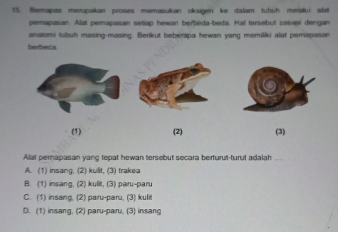 Bemapas merupakan proses memasukan oksigen ke dalam tubüh melalui alat
perapasan. Alat perapasan setiap hewan berbeda-beda. Hal tersebut sesuni dengan
anatomi tubuh masing-masing. Berikut beberapa hewan yang memiliki alat pernapasan
berbed a.
(1) (2) (3)
Alat pernapasan yang tepat hewan tersebut secara berturut-turut adalah ....
A. (1) insang, (2) kulit, (3) trakea
B. (1) insang. (2) kulit, (3) paru-paru
C. (1) insang, (2) paru-paru, (3) kulit
D. (1) insang, (2) paru-paru, (3) insang