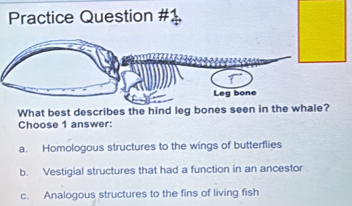 Practice Question #
What best describes the hind leg bones seen in the whale?
Choose 1 answer:
a. Homologous structures to the wings of butterflies
b. Vestigial structures that had a function in an ancestor
c. Analogous structures to the fins of living fish