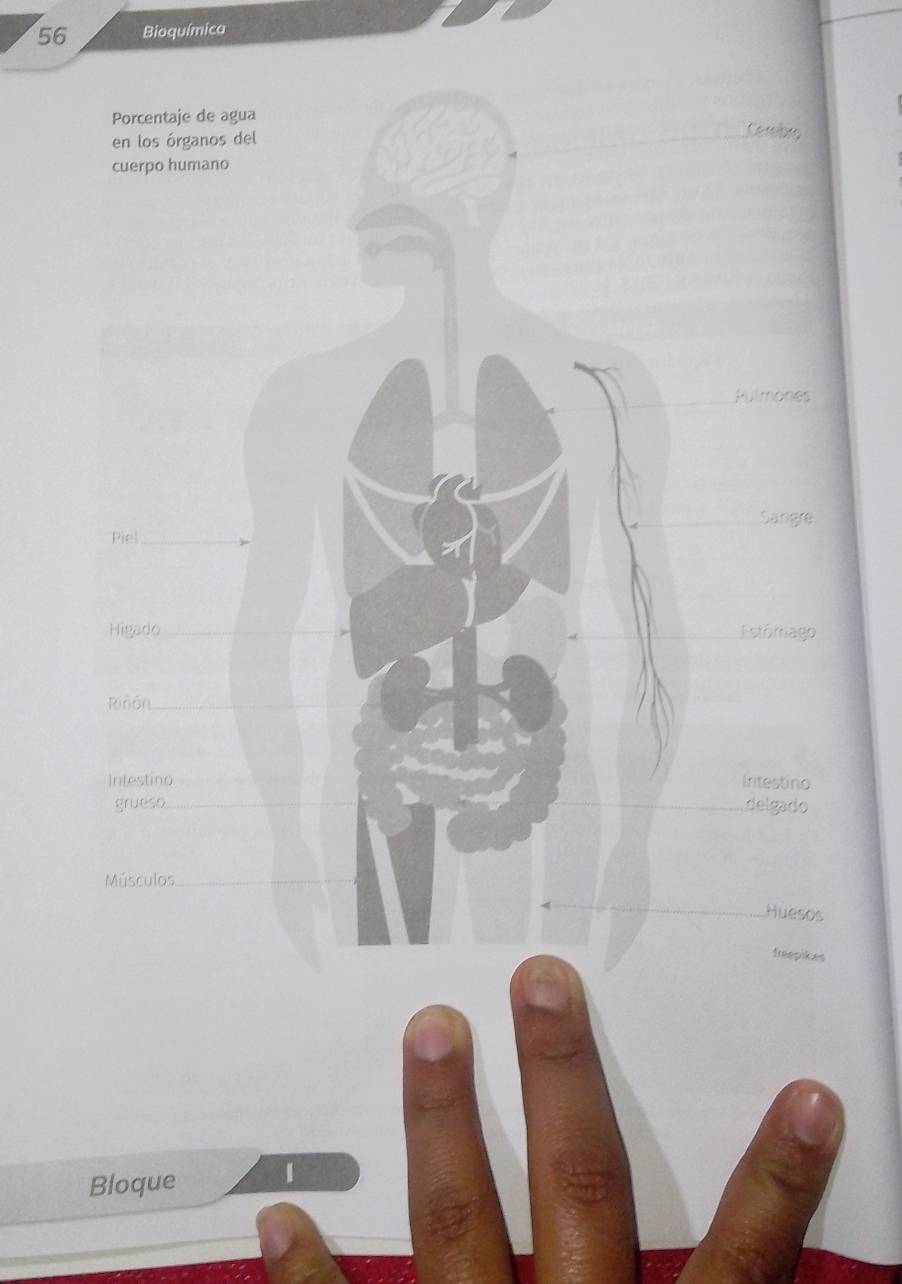 Bioquímica 
Porcentaje de agua Cerebro 
en los órganos del 
cuerpo humano 
Rulmones 
Sangre 
Piel_ 
Higado Estómago 
Riñón_ 
Intestino Intestino 
grueso_ delgado 
Músculos_ 
Huesos 
freepikes 
Bloque