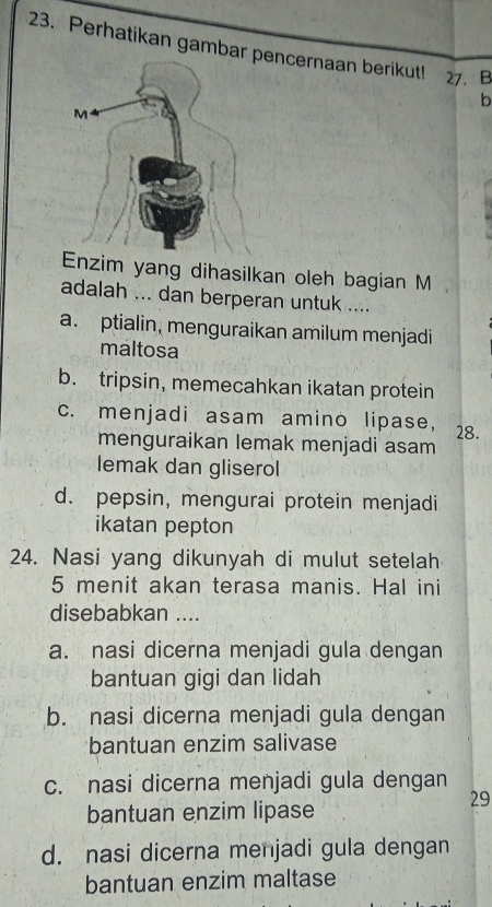 Perhatikan gambar encernaan berikut! 27. B
b
Enzim yang dihasilkan oleh bagian M
adalah ... dan berperan untuk ....
a. ptialin, menguraikan amilum menjadi
maltosa
b. tripsin, memecahkan ikatan protein
c. menjadi asam amino lipase, 28.
menguraikan lemak menjadi asam
lemak dan gliserol
d. pepsin, mengurai protein menjadi
ikatan pepton
24. Nasi yang dikunyah di mulut setelah
5 menit akan terasa manis. Hal ini
disebabkan ....
a. nasi dicerna menjadi gula dengan
bantuan gigi dan lidah
b. nasi dicerna menjadi gula dengan
bantuan enzim salivase
c. nasi dicerna menjadi gula dengan
29
bantuan enzim lipase
d. nasi dicerna menjadi gula dengan
bantuan enzim maltase