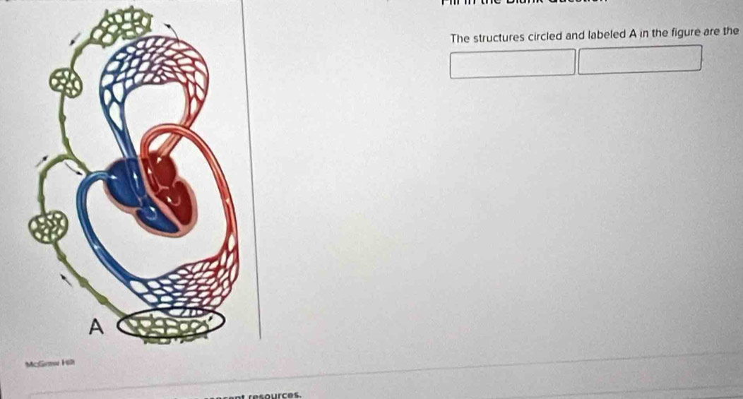 The structures circled and labeled A in the figure are the