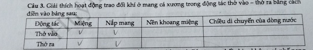 Giải thích hoạt động trao đổi khí ở mang cá xương trong động tác thở vào - thở ra bằng cách