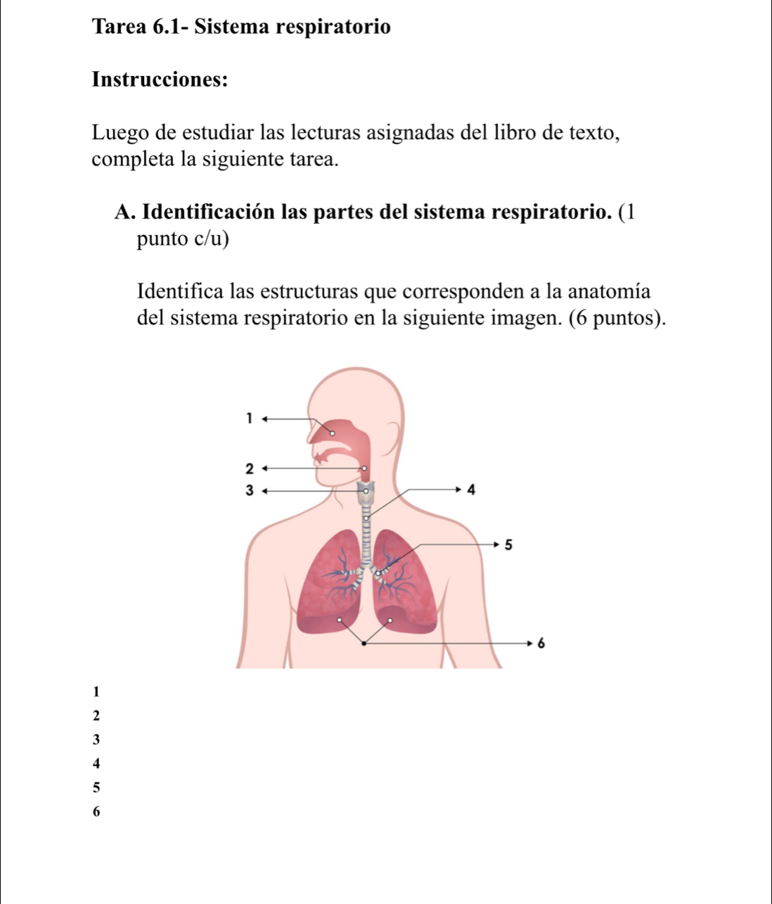 Tarea 6.1- Sistema respiratorio
Instrucciones:
Luego de estudiar las lecturas asignadas del libro de texto,
completa la siguiente tarea.
A. Identificación las partes del sistema respiratorio. (1
punto c/u)
Identifica las estructuras que corresponden a la anatomía
del sistema respiratorio en la siguiente imagen. (6 puntos).
1
2
3
4
5
6