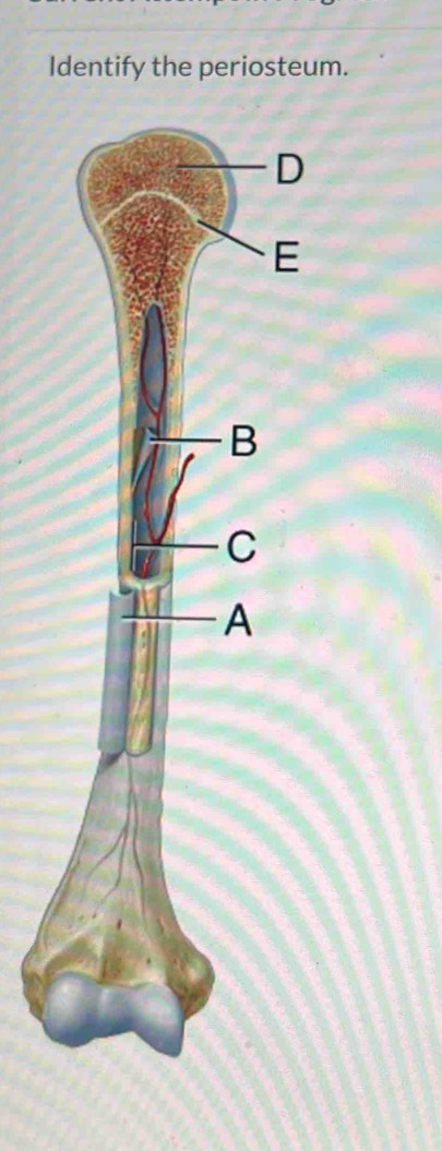 Identify the periosteum.