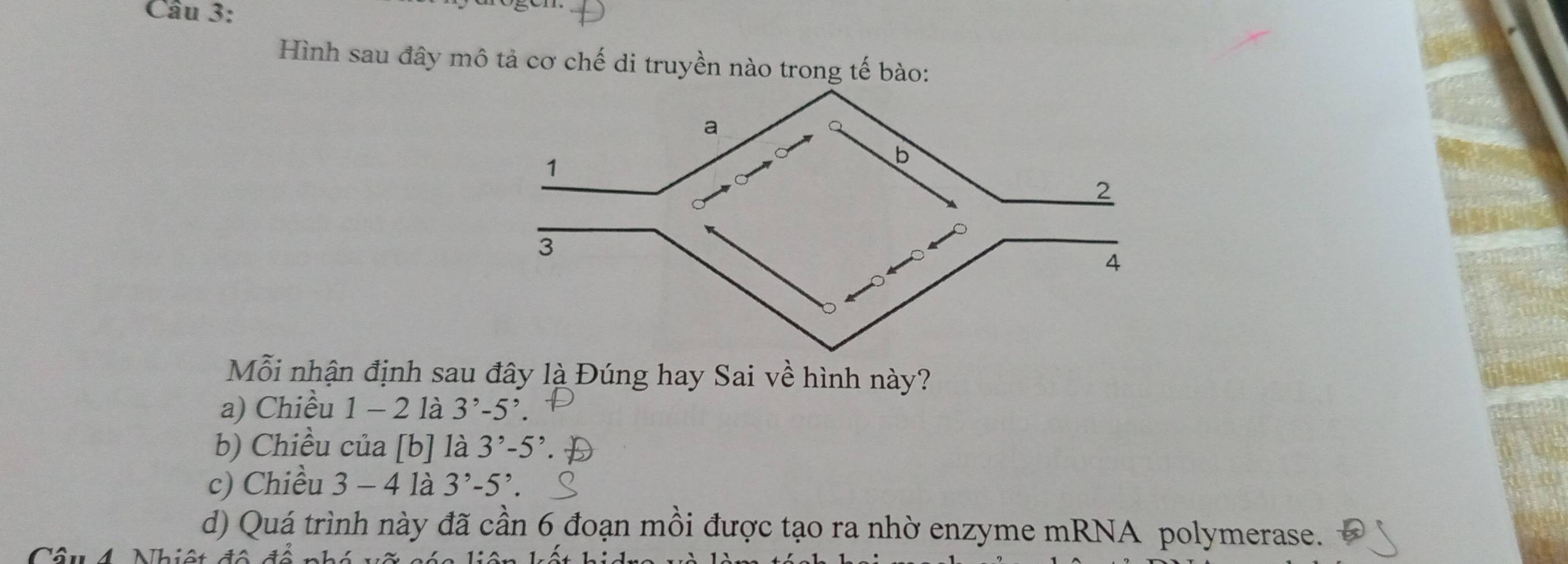 Hình sau đây mô tả cơ chế di truyền nào trong tế bào:
Mỗi nhận định sau đây là Đúng hay Sai về hình này?
a) Chiều 1 - 2 là 3^,-5^,
b) Chiều của [b] là 3^,-5^,
c) Chiều 3-4 là 3^,-5^,.
d) Quá trình này đã cần 6 đoạn mồi được tạo ra nhờ enzyme mRNA polymerase.
( Nhiật đ