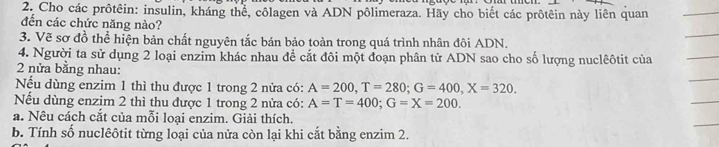 Cho các prôtêin: insulin, kháng thể, côlagen và ADN pôlimeraza. Hãy cho biết các prôtêin này liên quan 
đến các chức năng nào? 
3. Vẽ sơ đồ thể hiện bản chất nguyên tắc bán bảo toàn trong quá trình nhân đôi ADN. 
4. Người ta sử dụng 2 loại enzim khác nhau để cắt đôi một đoạn phân tử ADN sao cho số lượng nuclêôtit của 
2 nửa bằng nhau: 
Nếu dùng enzim 1 thì thu được 1 trong 2 nửa có: A=200, T=280; G=400, X=320. 
Nếu dùng enzim 2 thì thu được 1 trong 2 nửa có: A=T=400; G=X=200. 
a. Nêu cách cắt của mỗi loại enzim. Giải thích. 
b. Tính số nuclêôtit từng loại của nửa còn lại khi cắt bằng enzim 2.