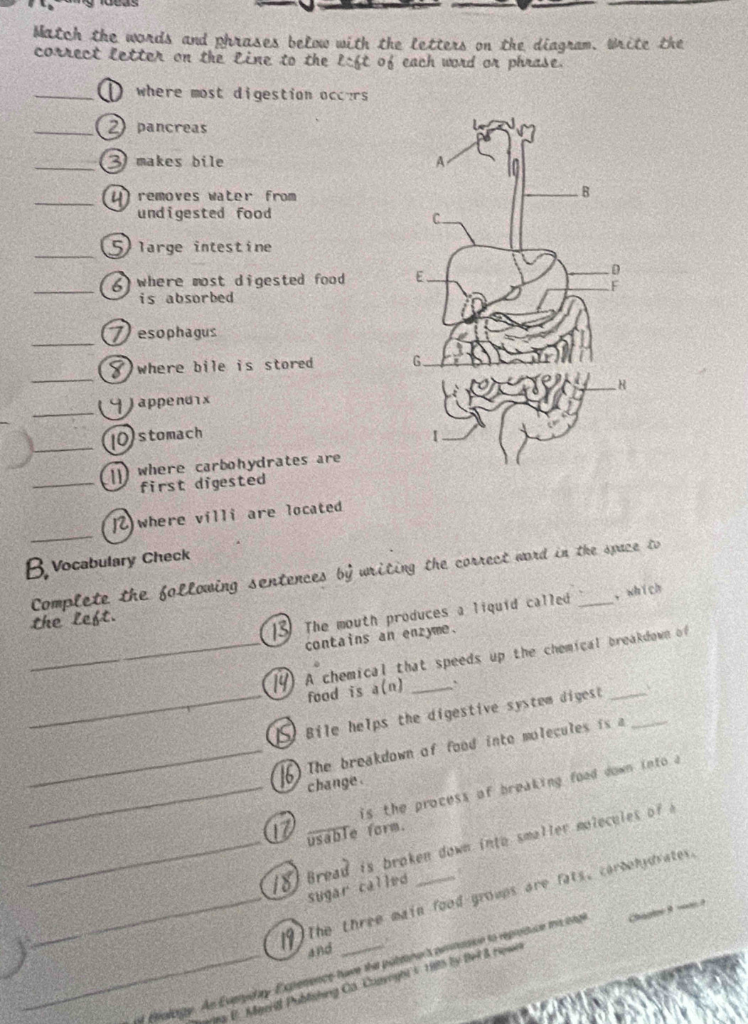 Match the words and phrases below with the letters on the diagram. Write the 
correct letter on the line to the e:6t of each word or phrase. 
_D where most digestion occers 
_2 pancreas 
_3 makes bile 
_Dremoves water from 
undigested food 
_ large intestine 
_6where most digested food 
is absorbed 
_ esophagus 
_ 
)where bile is stored . 
_ 
Jappendix 
_ 
10stomach 
_where carbohydrates are 
first digested 
_ 
2 where villi are located 
B Vocabulary Check 
Complete the following sentences by writing the correct word in the space to 
the left. 
The mouth produces a liquid called ,which 
contains an enzyme. 
_A chemical that speeds up the chemical breakdown of 
food is a(n) _` 
_ Bile helps the digestive system digest__ 
_ The breakdown of food into molecules is a 
_change . 
is the process of breaking food down into a 
usable form. 
_ Bread is broken down into smaller molecules of A 
sugar called 
_The three main food groups are fats, carbehydrates. 
_a 
and 
f frology. An Everyday Expenence have the publane's prnasion to reprosice tn ong Chaplee 9 10on ? 
pg F. Mgeril Publishung Ca. Capvoght 5 1985 by Bel & rown