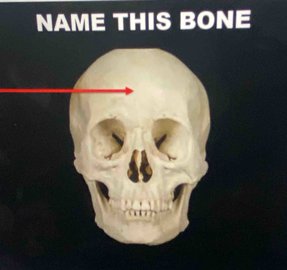 NAME THIS BONE