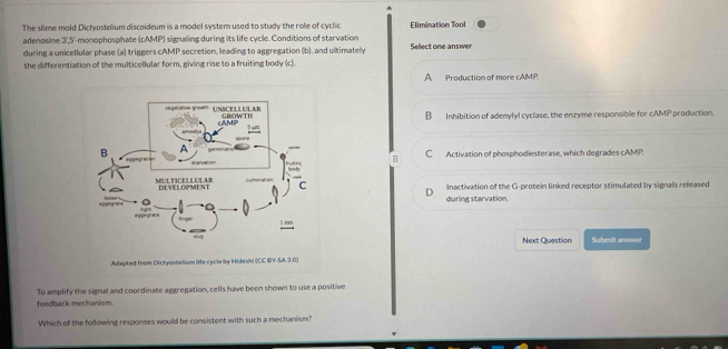 The slime mold Dictyostelium discoideum is a model system used to study the role of cyclic Elimination Tool
adeno sine 1 ' monophosphate (cAMP) signaling during its life cycle. Conditions of starvation
during a unicellular phase (a) triggers cAMP secretion, leading to aggregation (b), and ultimately Select one answer
the differentiation of the multicellular form, giving rise to a fruiting body (c).
A Production of more cAMP
B Inhibition of adenylyl cyclase, the enzyme responsible for cAMP production.
C Activation of phosphodiesterase, which degrades cAMP.
Inactivation of the G-protein linked receptor stimulated by signals released
during starvation.
Next Question Submit answer
Adapted from Dictyostellium life cycle by Hideshi ()CC BY-SA 3.0)
To amplify the signal and coordinate aggregation, cells have been shown to use a positive
feedback mechanism.
Which of the following responses would be consistent with such a mechanism?
