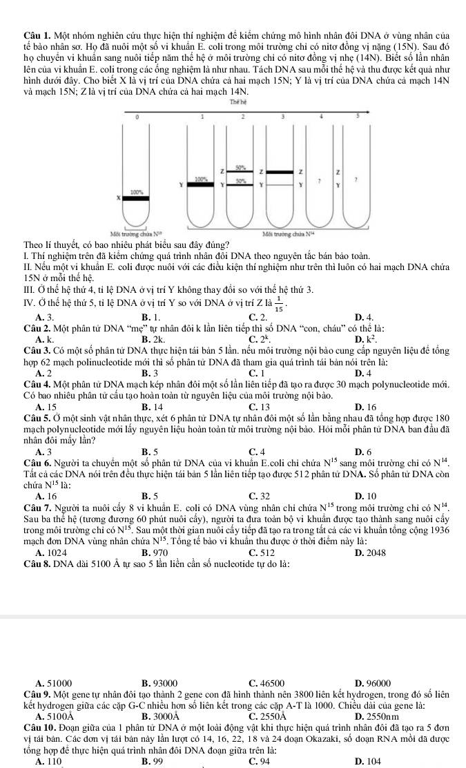 Một nhóm nghiên cứu thực hiện thí nghiệm để kiểm chứng mô hình nhân đôi DNA ở vùng nhân của
tể bảo nhân sơ. Họ đã nuôi một số vi khuân E. coli trong môi trường chỉ có nitơ đồng vị nặng (15N). Sau đó
họ chuyên vi khuân sang nuôi tiếp năm thể hệ ở môi trường chỉ có nitơ đồng vị nhẹ (14N). Biết số lần nhân
lên của vi khuân E. coli trong các ổng nghiệm là như nhau. Tách DNA sau mỗi thể hhat c và thu được kết quả như
hình dưới đây. Cho biết X là vị trí của DNA chứa cả hai mạch 15N; Y là vị trí của DNA chứa cả mạch 14N
và mạch 15N; Z là vị trí của DNA chứa cả hai mạch 14N.
Thể hệ
Theo lí thuyết, có bao nhiệu phát biểu sau đây đúng?
I. Thí nghiệm trên đã kiểm chứng quá trình nhân đôi DNA theo nguyên tắc bán bảo toàn
II. Nều một vi khuẩn E. coli được nuôi với các điều kiên thí nghiệm như trên thì luôn có hai mach DNA chứa
15N ở mỗi thế hệ.
IIII. Ở thể hệ thứ 4, tỉ lệ DNA ở vị trí Y không thay đổi so với thể hệ thứ 3.
IV. Ở thế hệ thứ 5, tỉ lệ DNA ở vị trí Y so với DNA ở vị trí Z là  1/15 .
A. 3. B. 1. C. 2. D. 4.
Câu 2. Một phân tử DNA “mẹ” tự nhân đôi k lần liên tiếp thì số DNA “con, cháu” có thể là:
A. k. B. 2k. C. 2^k. D. k^2
Câu 3. Có một số phân tử DNA thực hiện tái bản 5 lần. nếu môi trường nội bào cung cấp nguyên liệu để tổng
hợp 62 mạch polinucleotide mới thì số phân tử DNA đã tham gia quá trình tái bản nói trên là:
A. 2 B. 3 C. 1 D. 4
Câu 4. Một phân tử DNA mạch kép nhân đôi một số lần liên tiếp đã tạo ra được 30 mạch polynucleotide mới.
Có bao nhiêu phân tử cấu tạo hoàn toàn từ nguyên liệu của môi trường nội bảo.
A. 15 B. 14 C. 13 D. 16
Câu 5. Ở một sinh vật nhân thực, xét 6 phân tử DNA tự nhân đôi một số lần bằng nhau đã tồng hợp được 180
mạch polynucleotide mới lầy nguyên liệu hoàn toàn từ môi trường nội bảo. Hồi mỗi phân tử DNA ban đầu đã
nhân đôi mấy lần?
A. 3 B. 5 C. 4 D. 6
Câu 6. Người ta chuyển một số phân tử DNA của vi khuân E.coli chỉ chứa N^(15) sang môi trường chỉ có N^(14).
Tất cả các DNA nói trên đều thực hiện tái bản 5 lần liên tiểp tạo được 512 phân tử DNA. Sổ phân tử DNA còn
chứa N^(15) là:
A. 16 B. 5 C. 32 D. 10
Câu 7. Người ta nuôi cấy 8 vi khuẩn E. coli có DNA vùng nhân chỉ chứa N^(15) trong môi trường chỉ có N^(14).
Sau ba thể hệ (tương đương 60 phút nuôi cấy), người ta đưa toản bộ vi khuẩn được tạo thành sang nuôi cấy
trong môi trường chỉ có N^(15). Sau một thời gian nuôi cầy tiếp đã tạo ra trong tắt cả các vi khuẩn tổng cộng 1936
mạch đơn DNA vùng nhân chứa N^(15). Tổng tế bảo vi khuẩn thu được ở thời điểm này là:
A. 1024 B. 970 C. 512 D. 2048
Câu 8. DNA dài 5100 Ả tự sao 5 lần liền cần số nucleotide tự do là:
A. 51000 B. 93000 C. 46500 D. 96000
Câu 9. Một gene tự nhân đôi tạo thành 2 gene con đã hình thành nên 3800 liên kết hydrogen, trong đó số liên
kết hydrogen giữa các cặp G-C nhiều hơn số liên kết trong các cặp A-T là 1000. Chiều dài của gene là:
A. 5100Å B. 3000Å C. 2550Å D. 2550nm
Câu 10. Đoạn giữa của 1 phân tử DNA ở một loài động vật khi thực hiện quá trình nhân đôi đã tạo ra 5 đơn
vị tái bản. Các đơn vị tái bản này lần lượt có 14, 16, 22, 18 và 24 đoạn Okazaki, số đoạn RNA mồi đã được
tổng hợp để thực hiện quá trình nhân đôi DNA đoạn giữa trên là:
A. 110 B. 99 C. 94 D. 104