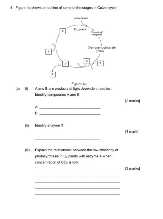 Figure 4a shows an outline of some of the stages in Calvin cycle
Figure 4a
(a) (i) A and B are products of light dependent reaction.
Identify compounds A and B
[2 marks]
A:_
B:_
(ii) Identify enzyme X.
[1 mark]
_
(iii) Explain the relationship between the low efficiency of
photosynthesis in C_3 plants with enzyme X when
concentration of CO_2 is low.
[3 marks]
_
_
_
_