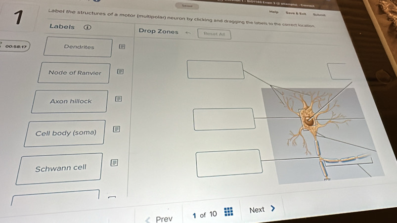 Sovd Halp Sare & Exi 
Submh 
1 Label the structures of a motor (multipolar) neuron by clicking and dragging the labels to the correct location 
Labels Drop Zones Reset All 
00:58:17 Dendrites 
Node of Ranvier 
Axon hillock 
Cell body (soma) 
Schwann cell 
Prev 
1 of 10 Next