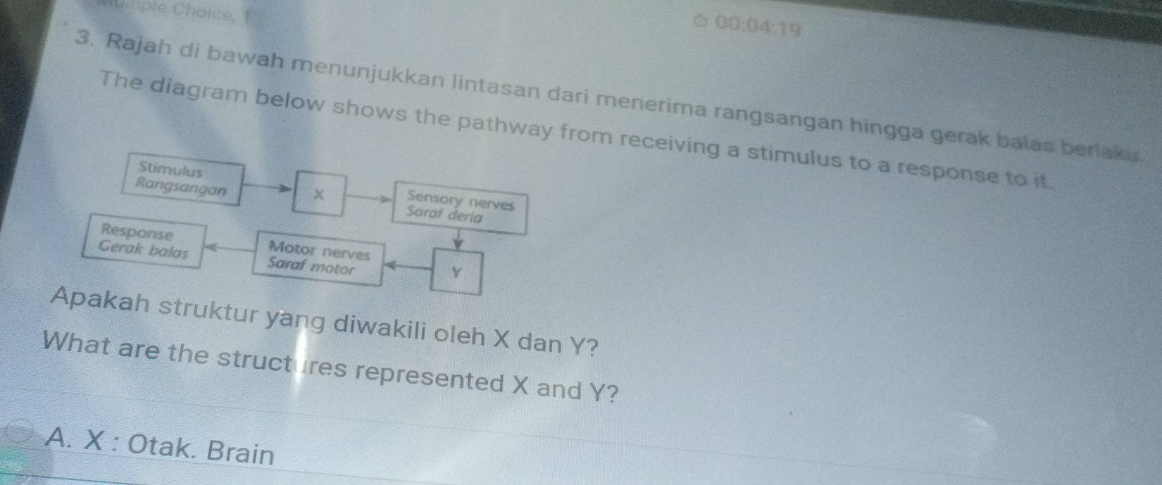 liple Choice, 1
00:04:19
3. Rajah di bawah menunjukkan lintasan dari menerima rangsangan hingga gerak balas berlaka
The diagram below shows the pathway from receiving a stimulus to a response to it.
Rangsangan
Stimulus Sensory nerves
x
Saraf deria
Response Motor nerves
Gerak balas Saraf motor
Y
Apakah struktur yang diwakili oleh X dan Y?
What are the structures represented X and Y?
A. X : Otak. Brain