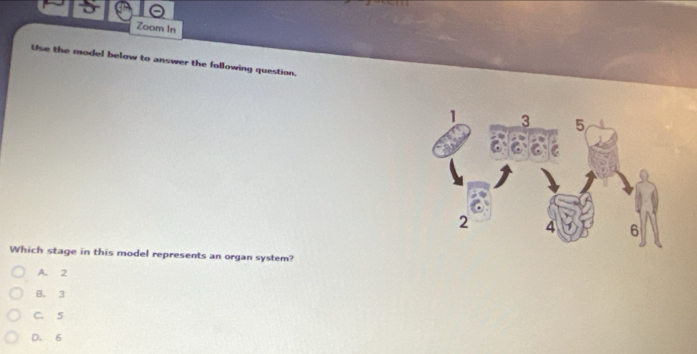 Zoom In
Use the model below to answer the following question.
Which stage in this model represents an organ system?
A. 2
B. 3
C. 5
D. 6