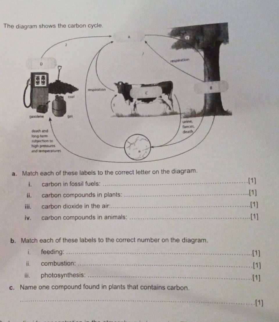 The diagram shows the carbon cycle. 
a. Match each of these labels to the correct letter on the diagram. 
i. carbon in fossil fuels: _[1] 
ii. carbon compounds in plants: _[1] 
iii. carbon dioxide in the air: _[1] 
iv. carbon compounds in animals: _[1] 
b. Match each of these labels to the correct number on the diagram. 
i. feeding: _[1] 
ii. combustion: _.[1] 
iii. photosynthesis: _[1] 
c. Name one compound found in plants that contains carbon. 
_ 
[1]