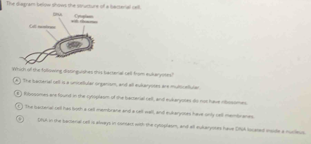 The diagram below shows the structure of a bacterial cell.
Which of the following distinguishes this bacterial cell from eukaryotes?
A ) The bacterial cell is a unicellular organism, and all eukaryotes are multicellular.
B) Ribosomes are found in the cytoplasm of the bacterial cell, and eukaryotes do not have nbosomes.
C) The bacterial cell has both a cell membrane and a cell wall, and eukaryotes have only cell membranes.
D 1 DNA in the bacterial cell is always in contact with the cytoplasm, and all eukaryotes have DNA located maide a nuclieus.