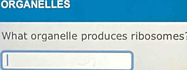 ORGANELLES 
What organelle produces ribosomes 
