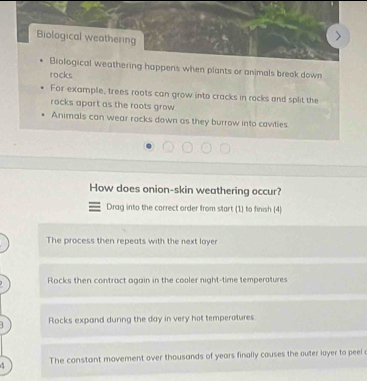Biological weathering
Biological weathering happens when plants or animals break down
rocks
For example, trees roots can grow into cracks in rocks and split the
rocks apart as the roots grow 
Animals can wear rocks down as they burrow into cavities
How does onion-skin weathering occur?
Drag into the correct order from start (1) to finish (4)
The process then repeats with the next layer
Rocks then contract again in the cooler night-time temperatures
Rocks expand during the day in very hot temperatures
4 The constant movement over thousands of years finally couses the outer layer to peel