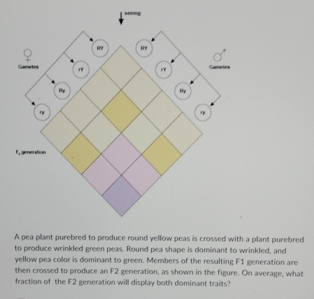 Solved: Seeting A pea plant purebred to produce round yellow peas is ...