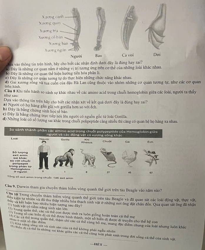 Đựa vào thô
n) Đây là những cơ quan nằm ở những vị trí tương ứng trên cơ thể của những loài khác nhau,
b) Đây là những cơ quan thể hiện hướng tiến hóa phân li.
c) Đây là những cơ quan tương tự do thực hiện những chức năng khác nhau.
d) Gai xương rồng và tua cuốn của đậu Hà Lan cũng thuộc vào nhóm những cơ quan tương tự, như các cơ quan
trên hình.
Cầu 8 Khi tiến hành so sánh sự khác nhau về các amino acid trong chuỗi hemoglobin giữa các loài, người ta thấy
như sau:
Dựa vào thông tin trên hãy cho biết các nhận xét về kết quả dưới đây là đúng hay sai?
a) Người có họ hàng gần gũi với gorilla hơn so với ếch.
b) Đây là bằng chứng sinh học tế bào.
c) Đây là bằng chứng trực tiếp nói lên người có nguồn gốc từ loài Gorilla.
d) Những loài có số lượng sai khác trong chuỗi polipeptide càng nhiều thì càng có quan hệ họ hàng xa nhau.
So sánh thành phần các amino acid trong chuỗi polypeptide của Hemoglobin giữa
người và các động vật có xương sống khác
Loài Người Gorilla Rhesus
Khi Chuột Gà Ech
Số lượng
axit amin sai khác
so với chuỗi polipeptit
trong phân từ Hemoglobin 0 1
ó người 8 27 45 67
Tổng số axit amin trong chuỗi: 146 axit amin
Cầu 9. Darwin tham gia chuyển thám hiểm vòng quanh thế giới trên tàu Beagle vào năm nào?
Câu lổ Trong chuyển thám hiểm vòng quanh thể giới trên tàu Beagle và đã quan sát các loài động vật, thực vật,
điều kiện tư nhiên và đã thu thập nhiều hóa thạch sinh vật ở những nơi ông đặt chân đến. Qua quan sát ông đã nhận
thấy và kết luận bao nhiêu hiện tượng sau đây?
(1) Sinh vật có tiềm năng sinh sản lớn
(2) Trong quản thể, các cá thể con được sinh ra luôn giống hoàn toàn cá thể mẹ
(3) Trong số các biến đị cá thể được hình thành, một số biến dị được di truyền cho thể hệ con
nhauở một số đặc điểm
(4) Các cá thể trong quân thể, thậm chi các cá thể cùng bố mẹ, mang đặc điểm chung của loài nhưng luôn khác
(5) Khá năng sông sốt và sinh sản của cá thể không phải ngẫu nhiên
16) Biền đị cá thể là những sai khác giữa các cá thể cùng loài phát sinh trong đời sống cá thể của sinh vật.
=--HêT ...