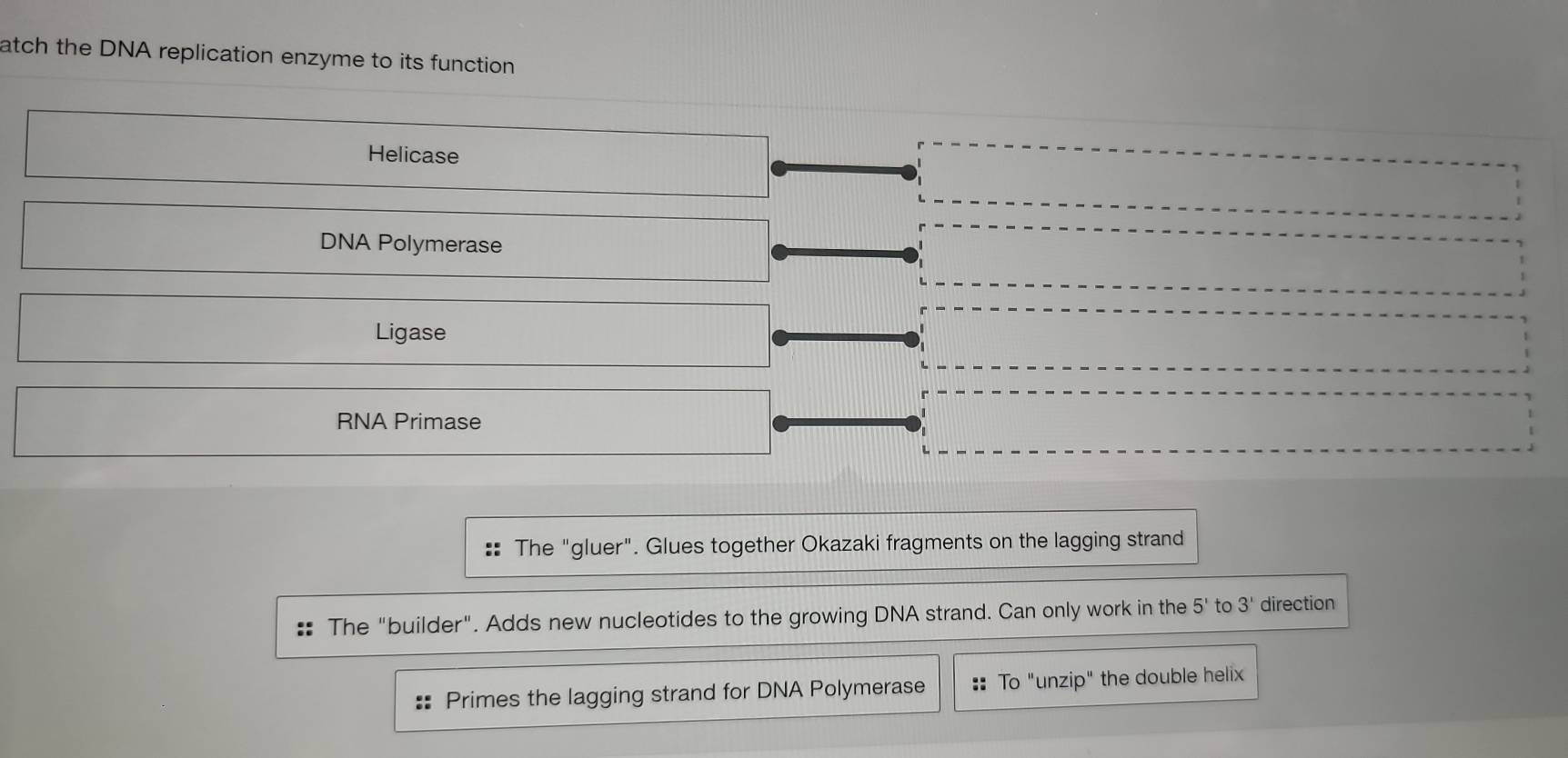 atch the DNA replication enzyme to its function
Helicase
DNA Polymerase
Ligase
RNA Primase
:: The "gluer". Glues together Okazaki fragments on the lagging strand
The "builder". Adds new nucleotides to the growing DNA strand. Can only work in the 5' to 3' direction
Primes the lagging strand for DNA Polymerase To "unzip" the double helix