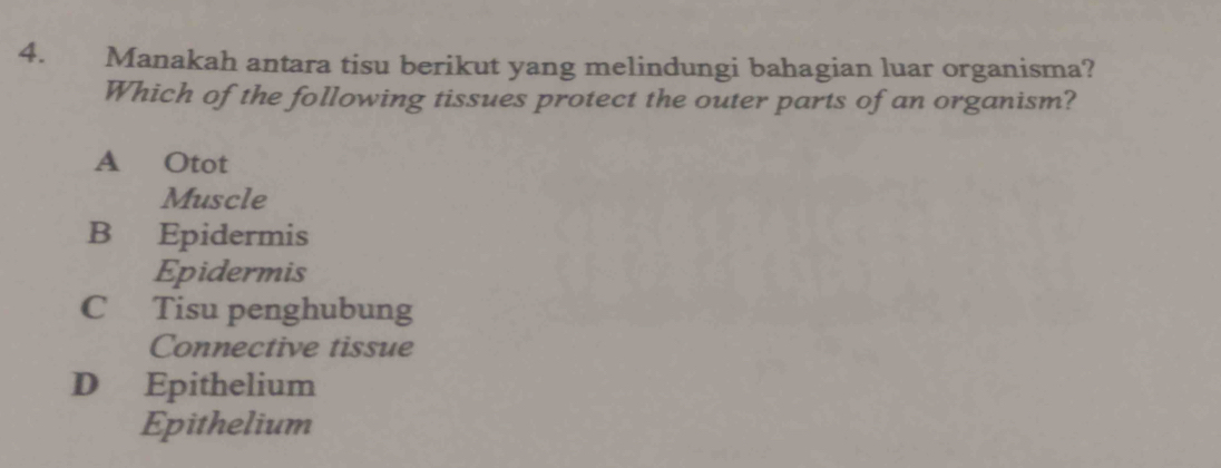 Manakah antara tisu berikut yang melindungi bahagian luar organisma?
Which of the following tissues protect the outer parts of an organism?
A Otot
Muscle
B Epidermis
Epidermis
C Tisu penghubung
Connective tissue
D Epithelium
Epithelium