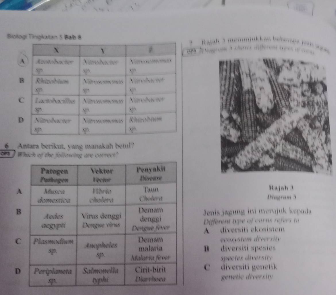 Biiologi Tingkatan 5 Bab 8
6Antara berikut, yang manakah betul?
OIP3 Which of the following are correct?
Rajah 3
Diagram 3
Jenis jagung ini merujuk kepada
Different type of corns refers to
A diversiti ekosistem
ecosystem diversity
B diversíti spesies
species diversity
C diversiti genetik
genetic diversity