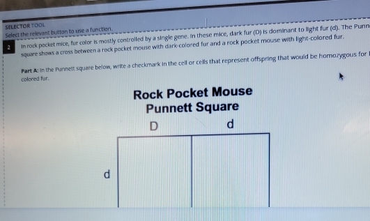 SELECTOR TOOL 
Select the relevant button to use a function.
2 in rock pocket mice, fur color is mostly controlled by a single gene. In these mice, dark fur (D) is dominant to light fur (d). The Punn 
square shows a cross between a rock pocket mouse with dark-colored fur and a rock pocket mouse with light-colored fur. 
Part A: in the Punnelt square below, write a checkmark in the cell or cells that represent offspring that would be homozygous for 
colored fur. 
Rock Pocket Mouse 
Punnett Square 
D d 
d