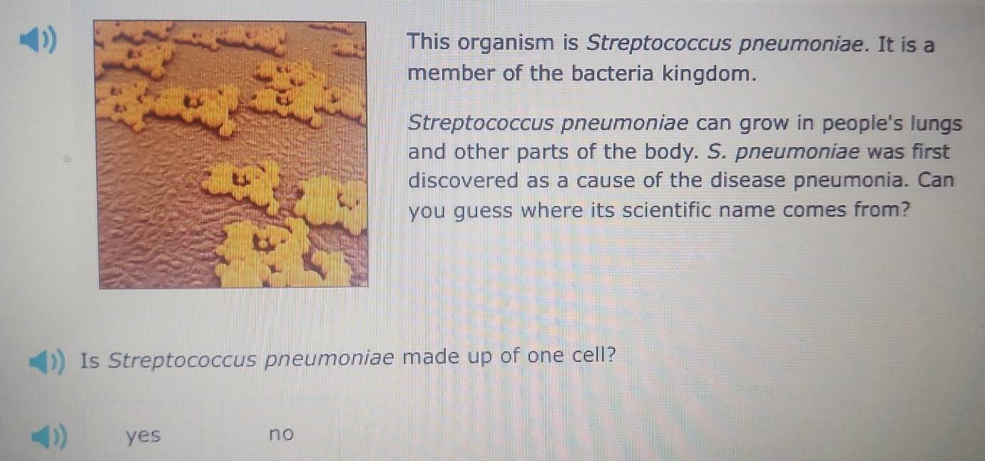 This organism is Streptococcus pneumoniae. It is a
member of the bacteria kingdom.
Streptococcus pneumoniae can grow in people's lungs
and other parts of the body. S. pneumoniae was first
discovered as a cause of the disease pneumonia. Can
you guess where its scientific name comes from?
Is Streptococcus pneumoniae made up of one cell?
yes no