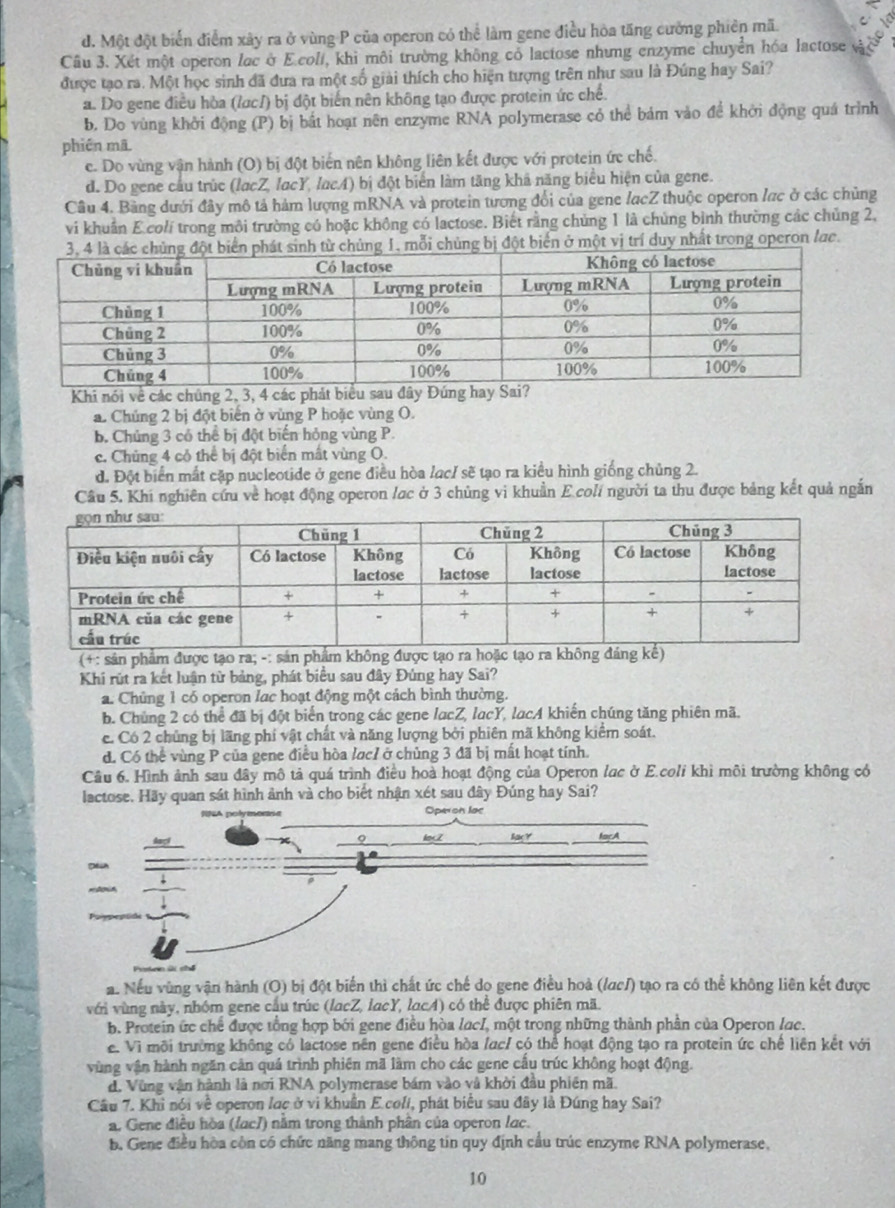 d. Một đột biển điểm xây ra ở vùng P của operon có thể làm gene điều hòa tăng cưởng phiên mã.
Cầâu 3. Xét một operon lạc ở E.colí, khi môi trường không có lactose nhưng enzyme chuyển hóa lactose vàc
được tạo ra. Một học sinh đã đưa ra một số giải thích cho hiện tượng trên như sau là Đúng hay Sai?
a. Do gene điều hòa (ỉσc/) bị đột biến nên không tạo được protein ức chế.
b. Do vùng khởi động (P) bị bắt hoạt nên enzyme RNA polymerase có thể bảm vào để khởi động quá trình
phiên mā
c. Do vùng vận hành (O) bị đột biến nên không liên kết được với protein ức chế.
d. Do gene cầu trùc (lacZ, lacY, lacA) bị đột biển làm tăng khả năng biểu hiện của gene.
Câu 4. Bảng dưới đây mô tả hàm lượng mRNA và protein tương đổi của gene lạcZ thuộc operon lực ở các chủng
vi khuẩn E colí trong môi trường có hoặc không có lactose. Biết rằng chủng 1 là chủng bình thường các chủng 2,
bị đột biển ở một vị trí duy nhất trong operon lạc.
Khi nói về các chúng 2, 3, 4 các phát biểu sau đây Đúng hay
a. Chúng 2 bị đột biển ở vùng P hoặc vùng O.
b. Chủng 3 có thể bị đột biến hỏng vùng P.
c. Chủng 4 cỏ thể bị đột biển mất vùng O.
d. Đột biển mắt cặp nucleotide ở gene điều hòa lạc/ sẽ tạo ra kiều hình giống chủng 2.
Câu 5. Khi nghiên cứu về hoạt động operon lac ở 3 chủng vi khuần E coli người ta thu được bảng kết quả ngắn
(+: sản phẩm được tạo ra; -: sản phẩm không được tạo ra hoặc tạo
Khi rút ra kết luận từ bảng, phát biểu sau đây Đúng hay Sai?
a. Chủng 1 có operon lac hoạt động một cách bình thường.
b. Chùng 2 có thể đã bị đột biển trong các gene lacZ, lacY, lacA khiến chúng tăng phiên mã.
c. Có 2 chủng bị lãng phi vật chất và năng lượng bởi phiên mã không kiểm soát.
d. Có thể vùng P của gene điều hòa lacỉ ở chủng 3 đã bị mất hoạt tính.
Câu 6. Hình ảnh sau đây mô tả quá trình điều hoà hoạt động của Operon lạc ở E.coli khi môi trường không có
lactose. Hãy quan sát hình ảnh và cho biết nhận xét sau đây Đúng hay Sai?
. Nếu vùng vận hành (O) bị đột biển thì chất ức chế do gene điều hoà (/αc/) tạo ra có thể không liên kết được
với vùng này, nhóm gene cầu trúc (lacZ, lacY, lacA) có thể được phiên mã.
b. Protein ức chế được tổng hợp bởi gene điều hòa lacI, một trong những thành phần của Operon lac.
e. Vì môi trường không có lactose nền gene điều hòa fac/ có thể hoạt động tạo ra protein ức chế liên kết với
vùng vận hành ngăn cản quá trình phiên mã làm cho các gene cấu trúc không hoạt động.
d. Vùng vận hành là nơi RNA polymerase bám vào và khởi đầu phiên mã.
Câu 7. Khi nói về operon lạc ở vì khuẩn E.coli, phát biểu sau đây là Đúng hay Sai?
a. Gene điều hòa (fac]) năm trong thành phân của operon lạc.
b. Gene điều hòa còn có chức năng mang thông tin quy định cầu trúc enzyme RNA polymerase,
10