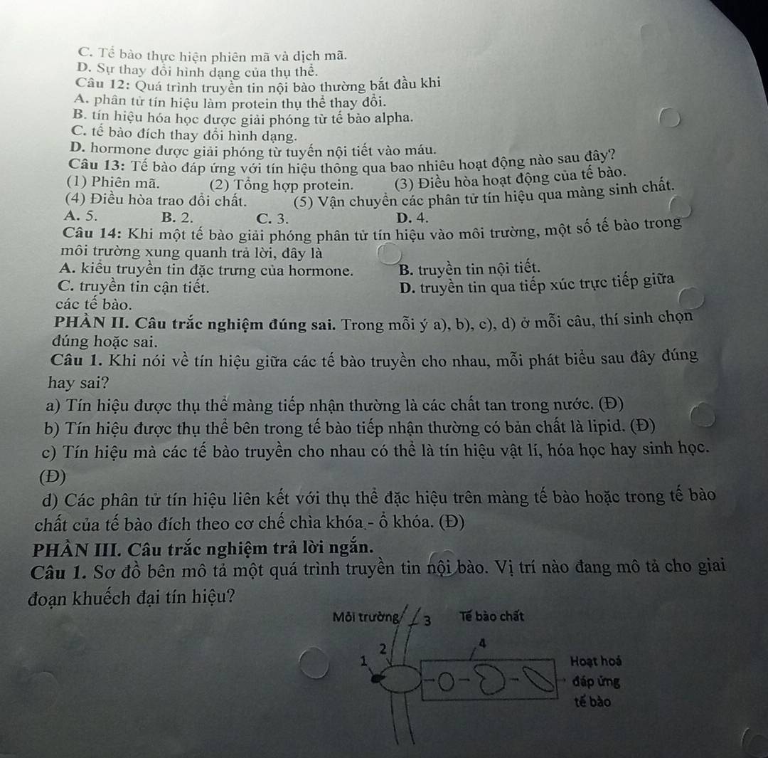 C. Tể bào thực hiện phiên mã và dịch mã.
D. Sự thay đổi hình dạng của thụ thể.
Câu 12: Quá trình truyền tin nội bảo thường bắt đầu khi
A. phân từ tín hiệu làm protein thụ thể thay đổi.
B. tín hiệu hóa học được giải phóng từ tế bào alpha.
C. tế bào đích thay đổi hình dạng.
D. hormone được giải phóng từ tuyến nội tiết vào máu.
Câu 13: Tế bào đáp ứng với tín hiệu thông qua bao nhiêu hoạt động nào sau đây?
(1) Phiên mã. (2) Tổng hợp protein. (3) Điều hòa hoạt động của tế bào.
(4) Điều hòa trao đổi chất. (5) Vận chuyền các phân tử tín hiệu qua màng sinh chất.
A. 5. B. 2. C. 3. D. 4.
Câu 14: Khi một tế bào giải phóng phân tử tín hiệu vào môi trường, một số tế bào trong
môi trường xung quanh trả lời, đây là
A. kiểu truyền tin đặc trưng của hormone. B. truyền tin nội tiết.
C. truyền tin cận tiết. D. truyền tin qua tiếp xúc trực tiếp giữa
các tế bào.
PHÀN II. Câu trắc nghiệm đúng sai. Trong mỗi ý a), b), c), d) ở mỗi câu, thí sinh chọn
dúng hoặc sai.
Câu 1. Khi nói về tín hiệu giữa các tế bào truyền cho nhau, mỗi phát biểu sau đây đúng
hay sai?
a) Tín hiệu được thụ thể màng tiếp nhận thường là các chất tan trong nước. (Đ)
b) Tín hiệu được thụ thể bên trong tế bào tiếp nhận thường có bản chất là lipid. (Đ)
c) Tín hiệu mà các tế bào truyền cho nhau có thể là tín hiệu vật lí, hóa học hay sinh học.
(Đ)
d) Các phân tử tín hiệu liên kết với thụ thể đặc hiệu trên màng tế bào hoặc trong tế bào
chất của tế bào đích theo cơ chế chìa khóa - ổ khóa. (Đ)
PHÀN III. Câu trắc nghiệm trả lời ngắn.
Câu 1. Sơ đồ bên mô tả một quá trình truyền tin nội bào. Vị trí nào đang mô tả cho giai
đoạn khuếch đại tín hiệu?
Môi trường ∠ 3 Tế bào chất
2
4
1 Hoạt hoá
đáp ứng
tế bào