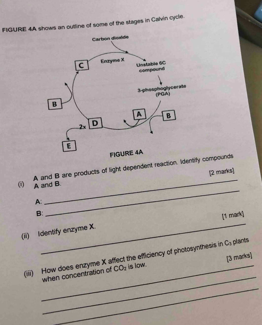 FIGURE 4A shows an outline of some of the stages in Calvin cycle. 
_ 
A and B are products of light dependent reaction. Identify compounds 
[2 marks] 
(i) A and B. 
A: 
B: 
_ 
_ 
[1 mark] 
(ii) Identify enzyme X. 
(iii) How does enzyme X affect the efficiency of photosynthesis in C_3 plants 
[3 marks] 
_ 
_when concentration of CO_2 is low. 
_