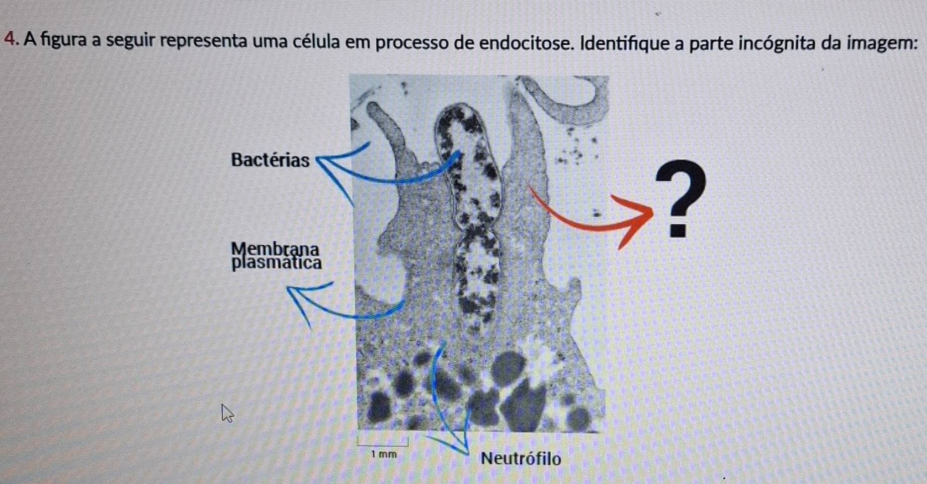 A figura a seguir representa uma célula em processo de endocitose. Identifique a parte incógnita da imagem: