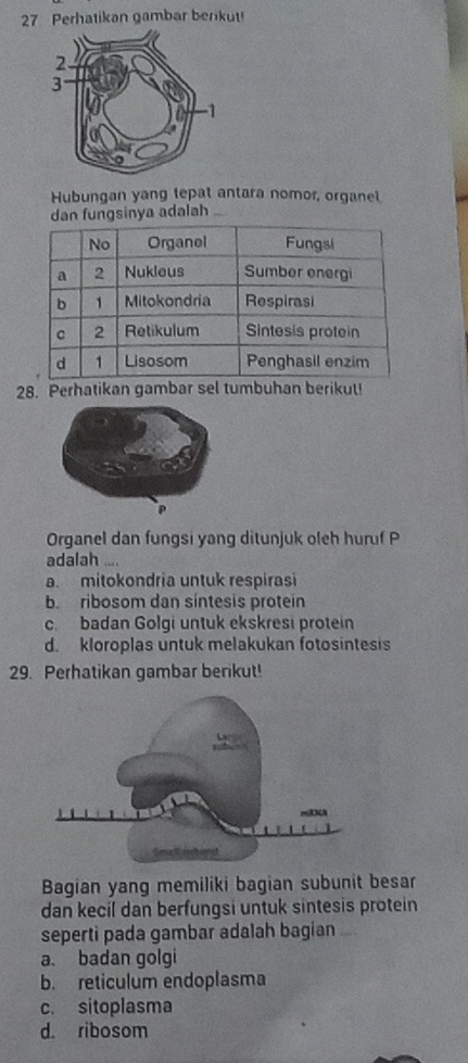 Perhatikan gambar berikut!
Hubungan yang tepat antara nomor, organel
dan fungsinya adalah
28. Perhatikan gambar sel tumbuhan berikul!
Organel dan fungsi yang ditunjuk oleh huruf P
adalah ....
a. mitokondria untuk respirasi
b. ribosom dan sintesis protein
c. badan Golgi untuk ekskresi protein
d. kloroplas untuk melakukan fotosintesis
29. Perhatikan gambar berikut!
Bagian yang memiliki bagian subunit besar
dan kecil dan berfungsi untuk sintesis protein
seperti pada gambar adalah bagian
a. badan golgi
b. reticulum endoplasma
c. sitoplasma
d. ribosom