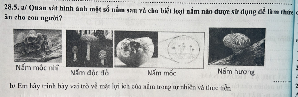 a/ Quan sát hình ảnh một số nấm sau và cho biết loại nấm nào được sử dụng để làm thức
ăn cho con người?
Nấm mộc nhĩ Nấm độc đỏ Nấm hương
2
Nấm mốc
b/ Em hãy trình bày vai trò về mặt lợi ích của nấm trong tự nhiên và thực tiễn
2