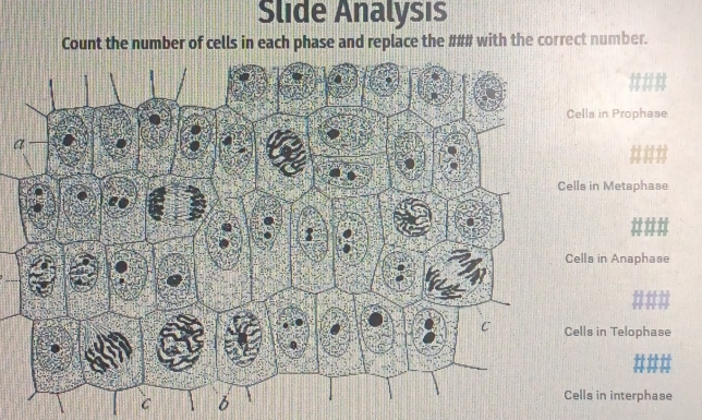 Slide Analysıs
Count the number of cells in each phase and replace the ### with the correct number.
lls in Prophase
a
s in Metaphase
ls in Anaphase
ls in Telophase
C 6
ls in interphase