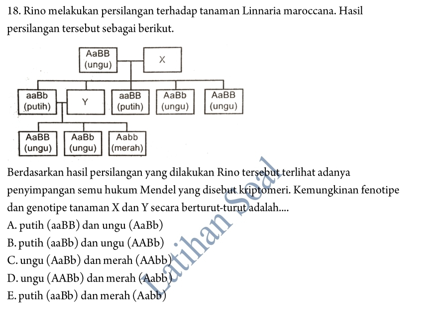 Rino melakukan persilangan terhadap tanaman Linnaria maroccana. Hasil
persilangan tersebut sebagai berikut.
Berdasarkan hasil persilangan yang dilakukan Rino tersebut terlihat adanya
penyimpangan semu hukum Mendel yang disebut kriptomeri. Kemungkinan fenotipe
dan genotipe tanaman X dan Y secara berturut-turut adalah....
A. putih (aaBB) dan ungu (AaBb)
B. putih (aaBb) dan ungu (AABb)
C. ungu (AaBb) dan merah (AAbb)
D. ungu (AABb) dan merah (Aabb)
E. putih (aaBb) dan merah (Aabb)