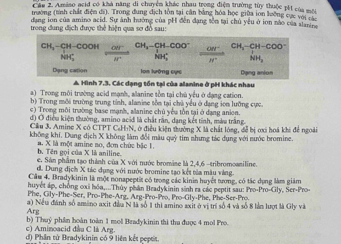 Amino acid có khả năng di chuyển khác nhau trong điện trường tùy thuộc pH của môi
trường (tính chất điện di). Trong dung dịch tồn tại cân bằng hóa học giữa ion lưỡng cực với các
dang ion của amino acid. Sự ảnh hưởng của pH đến dạng tồn tại chủ yếu ở ion nào của alanine
trong đung dịch được thể hiện qua sơ đồ sau:
beginarrayr CH_3-CH-COOH NH_3^(+endarray)  (OH^-)/H^+ beginarrayr CH-COO^- NH_3beginarrayr OH^(H^+)beginarrayr CH_3-CH-COO^- NH_3endarray 
Dạng cation Ion lưỡng cực Dạng anion
Hình 7.3. Các dạng tồn tại của alanine ở pH khác nhau
a) Trong môi trường acid mạnh, alanine tồn tại chủ yếu ở dạng cation.
b) Trong môi trường trung tính, alanine tồn tại chủ yếu ở dạng ion lưỡng cực.
c) Trong môi trường base mạnh, alanine chủ yếu tồn tại ở dạng anion.
d) Ở điều kiện thường, amino acid là chất rắn, dạng kết tinh, màu trắng.
Câu 3. Amine X có CTPT C₆H₇N, ở điều kiện thường X là chất lỏng, dễ bị oxi hoá khi đề ngoài
không khí. Dung dịch X không làm đổi màu quỳ tím nhưng tác dụng với nước bromine.
a. X là một amine no, đơn chức bậc 1.
b. Tên gọi của X là aniline.
c. Sản phẩm tạo thành của X với nước bromine là 2,4,6 -tribromoaniline.
d. Dung dịch X tác dụng với nước bromine tạo kết tủa màu vàng.
Câu 4. Bradykinin là một nonapeptit có trong các kinin huyết tương, có tác dụng làm giảm
huyết áp, chống oxi hóa,...Thủy phân Bradykinin sinh ra các peptit sau: Pro-Pro-Gly, Ser-Pro-
Phe, Gly-Phe-Ser, Pro-Phe-Arg, Arg-Pro-Pro, Pro-Gly-Phe, Phe-Ser-Pro.
a) Nếu đánh số amino axit đầu N là số 1 thì amino axit ở vị trí số 4 và số 8 lần lượt là Gly và
Arg
b) Thuỷ phân hoàn toàn 1 mol Bradykinin thì thu được 4 mol Pro.
c) Aminoacid đầu C là Arg.
d) Phân tử Bradykinin có 9 liên kết peptit.