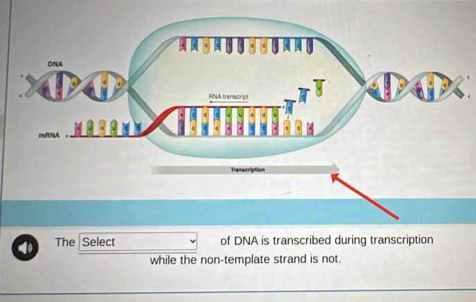 The Select of DNA is transcribed during transcription 
while the non-template strand is not.