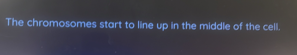 The chromosomes start to line up in the middle of the cell.