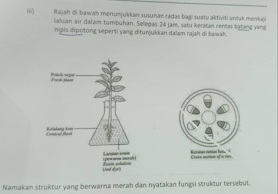 iii) Rajah di bawah menunjukkan susunan radas bagi suatu aktiviti untuk menkaji 
laluan air dalam tumbuhan. Selepas 24 jam, satu keratan rentas batang yang 
nipis dipotong seperti yang ditunjukkan dalam rajah di bawah. 
Keratan rentas bat 
Crots section of a nes. 
Namakan struktur yang berwarna merah dan nyatakan fungsi struktur tersebut.