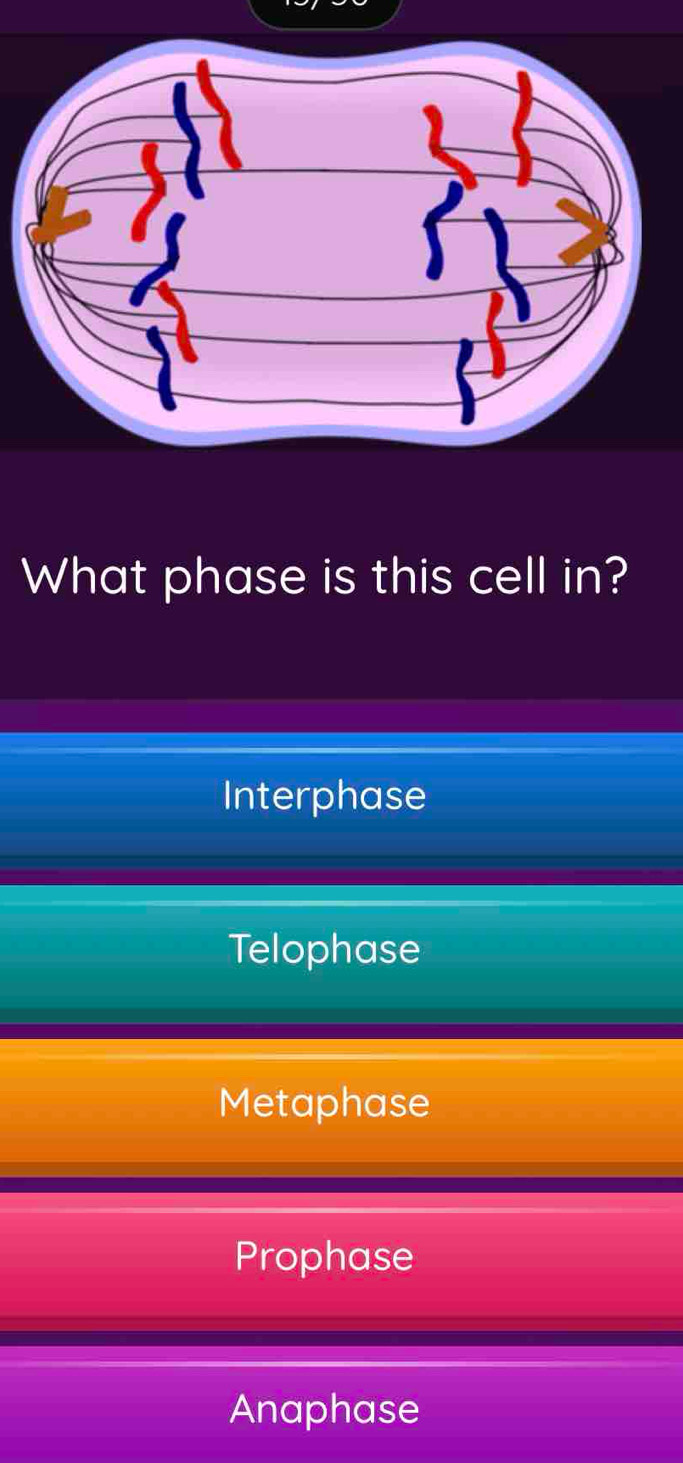 What phase is this cell in?
Interphase
Telophase
Metaphase
Prophase
Anaphase