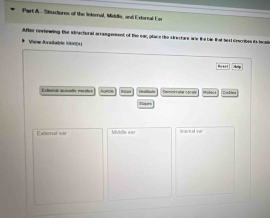 Structures of the Internal, Middle, and External Ear 
After reviewing the structural arrangement of the ear, place the structure into the bin that best describes its locatic 
View Available Hint(s) 
Reset Help 
External acoustic meatus Auricle Incus Vestibule Semicircular canals Malleus Cochlea 
Stapes 
External ear Middle ear Internal ear