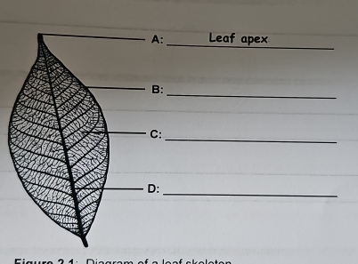 Leaf apex 
_ 
_ 
_