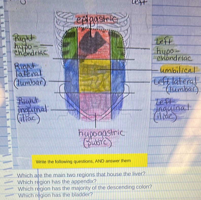 Write the following questions, AND answer them 
Which are the main two regions that house the liver? 
Which region has the appendix? 
Which region has the majority of the descending colon? 
Which region has the bladder?